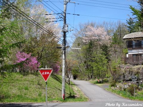 別荘地の桜