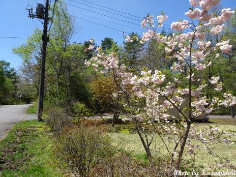 別荘地の八重桜