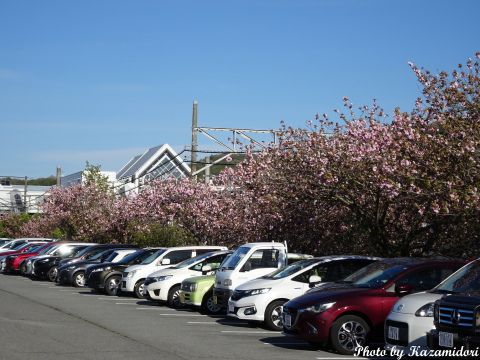 駐車場脇の八重桜