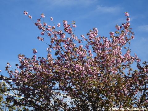 駐車場脇の八重桜