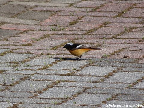 別荘地の野鳥