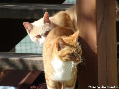 別荘地の猫