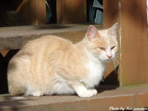 別荘地の猫
