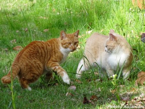 別荘地の猫