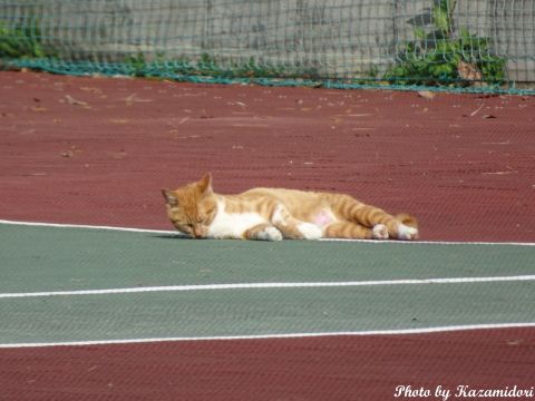 別荘地の猫
