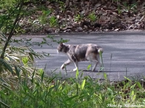別荘地の猫