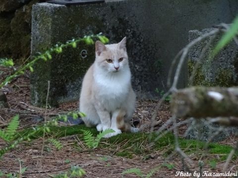 別荘地の猫