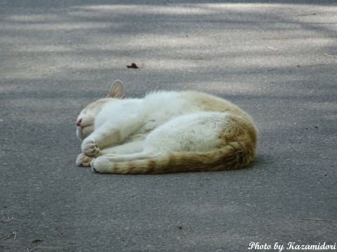 別荘地の猫