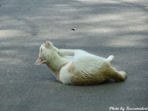 別荘地の猫