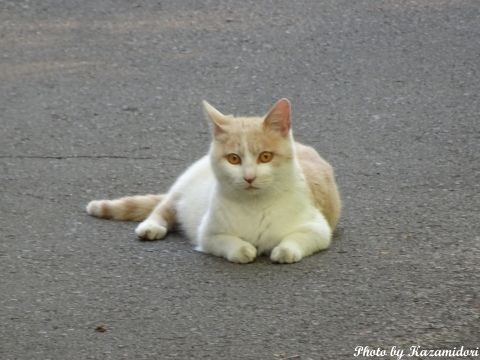別荘地の猫