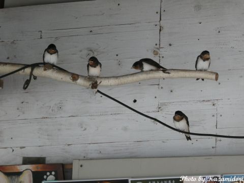 ツバメ