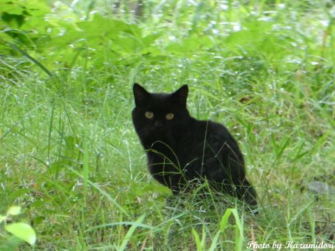 別荘地の猫