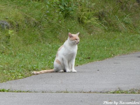 別荘地の猫