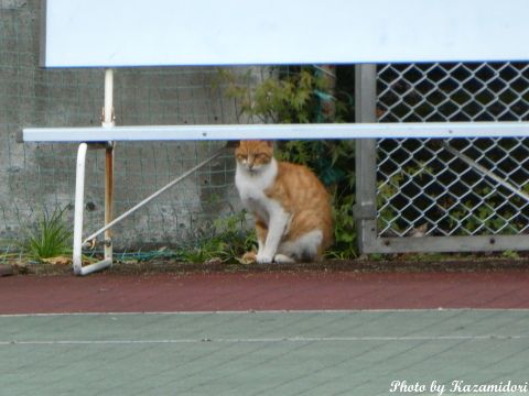 別荘地の猫