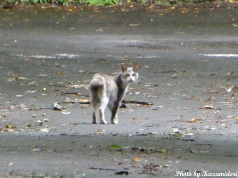 別荘地の猫