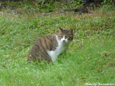 別荘地の猫